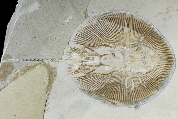 Cretaceous Ray (Cyclobatis) - Very Large For Species #115741